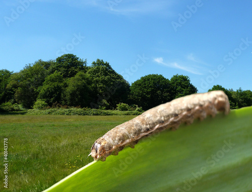 Illustration: Caterpillar On Leaf With Countryside Background Caterpillar On Leaf With Countryside Background