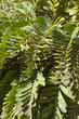 Cardboard Palm Leaves Cardboard Palm Leaves