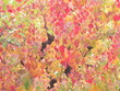 Autumn leaves