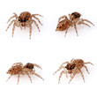 Jumping Spiders