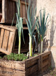 Poireau au potager