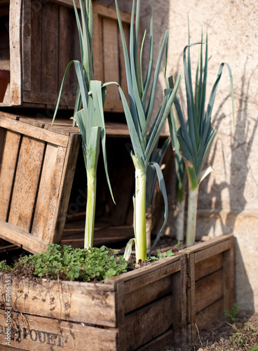 Photo: Poireau au potager Poireau au potager