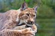 lynx  against wildness area