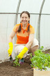 woman planting tomato spouts woman planting tomato spouts