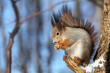 squirrel on the tree stem