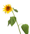 yellow sunflower