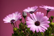 Pink African Daisies (Dimorphotheca Pluvialis)