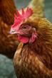 Huhn