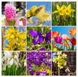 Bunte Frühblüher