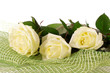 white roses
