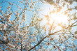 background of spring sky