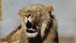 Portrait of a young male lion yawning