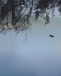 Vector frame of willow branches hanging over the lake Vector frame of willow branches hanging over the lake