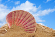 seashell on the sand