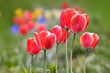 red Tulip flowers in the garden red Tulip flowers in the garden
