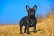 French bulldog puppy