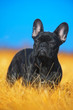 French bulldog puppy