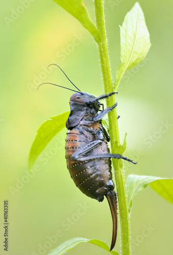 Photo: cricket (Bradiphorus Dasiphus) cricket (Bradiphorus Dasiphus)