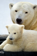 Polar bear cub with his mom