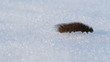 The caterpillar crawling on the snow,  wintertime