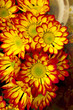 chrysanthemum