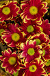 chrysanthemum