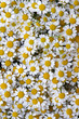 Matricaria