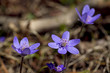 Hepatica nobilis