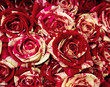 red and white roses