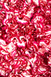 Dianthus