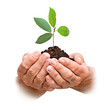 sapling in hands sapling in hands