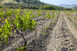 Vineland between hills