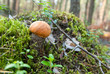 Orange Birch Bolete Orange Birch Bolete