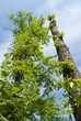 Poplar trunk Poplar trunk