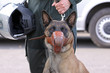 Police-dog