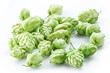 branch of hops on a white background branch of hops on a white background