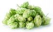 branch of hops on a white background branch of hops on a white background