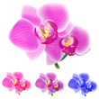 Vector: Four colored orchids isolated on white background Four colored orchids isolated on white background