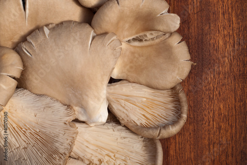 Photo: Oyster Mushrooms Oyster Mushrooms