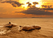 Foto: Three dolphins playing in the sunset sea Three dolphins playing in the sunset sea