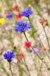 Kornblumenblau