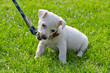 Cute little puppy first time on the leash