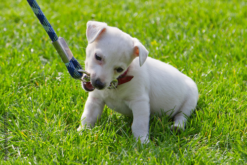 Photo: Cute little puppy first time on the leash Cute little puppy first time on the leash