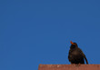 Singvogel