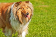 Collie