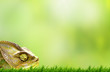Photo: Chameleon on beautiful green grass Chameleon on beautiful green grass