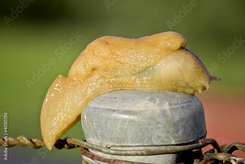 Photo: slug slug