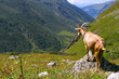 Chèvre dans les alpages