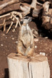 meerkat in zoo