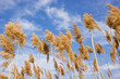 Dry reed - cane